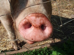 Windmill Hill City Farm Pig