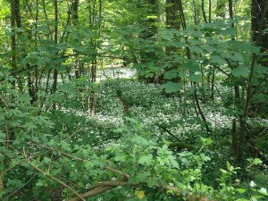 Wild Garlic at Ashton Court