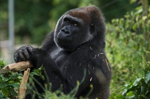 Bristol Zoo Gorilla - photo courtesy of Bristol Zoo photographer Bob Pritchard