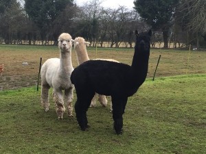 Leigh Court Farm - Alpacas