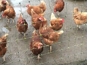 Leigh Court Farm - Chickens