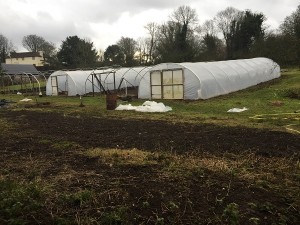 Leigh Court Farm - Polytunnels