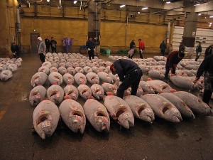 Tuna at Tsukiji Fish Market (By Author is User:Fisherman. (Own work) [GFDL (http://www.gnu.org/copyleft/fdl.html), CC-BY-SA-3.0 (http://creativecommons.org/licenses/by-sa/3.0/) or CC BY-SA 2.5-2.0-1.0 (http://creativecommons.org/licenses/by-sa/2.5-2.0-1.0)], via Wikimedia Commons)