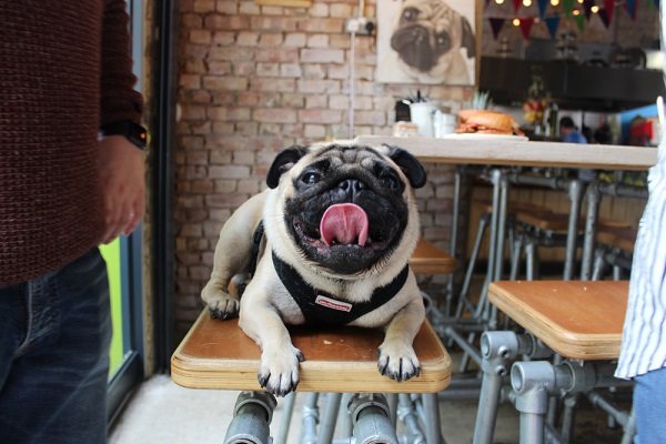 Pug Cafe Bambalan