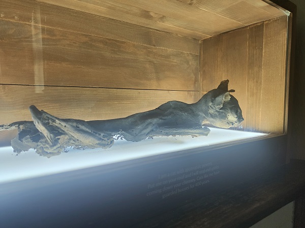 Mummified cat - Lavenham Guildhall
