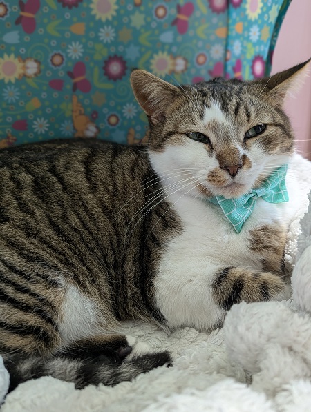 Finnegan's Whiskers Cat Cafe in Suffolk - Biscuit