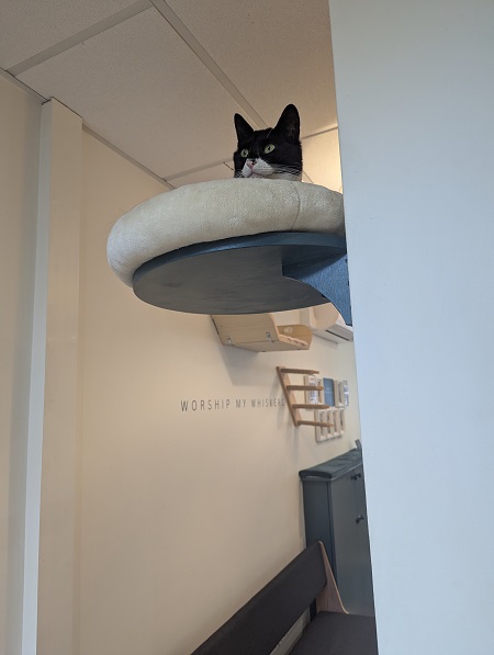 Finnegan's Whiskers Cat Cafe in Suffolk - Bootsy
