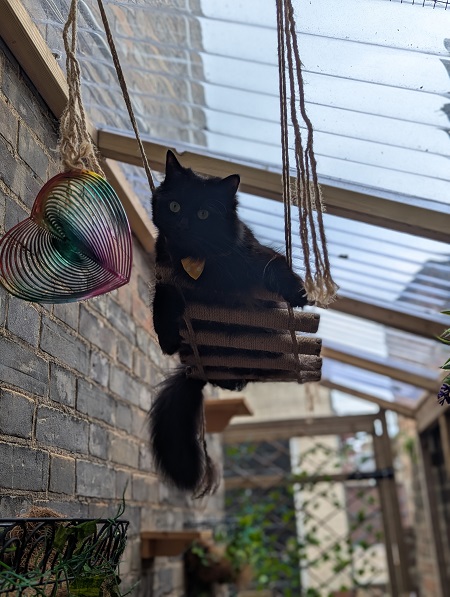 Finnegan's Whiskers Cat Cafe in Suffolk - Olive 2