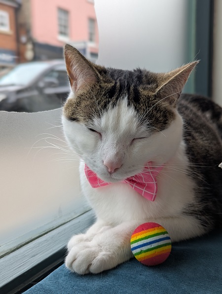 Finnegan's Whiskers Cat Cafe in Suffolk - Peanut
