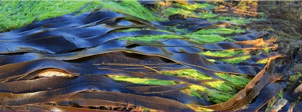 Seaweed