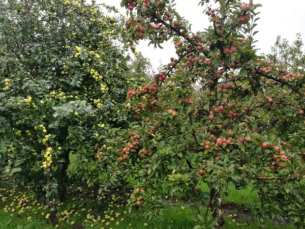 Thatchers Cider - Exhibition Orchard