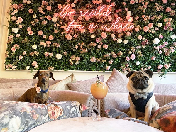 Dachshund Café and Pug Café come to Bristol