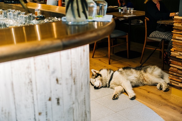 Dog-friendly pub crawl for Bristol this March