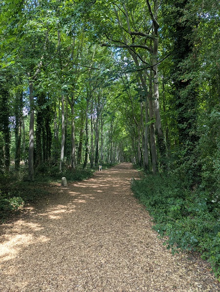 Wandlebury Country Park - Beech Avenue