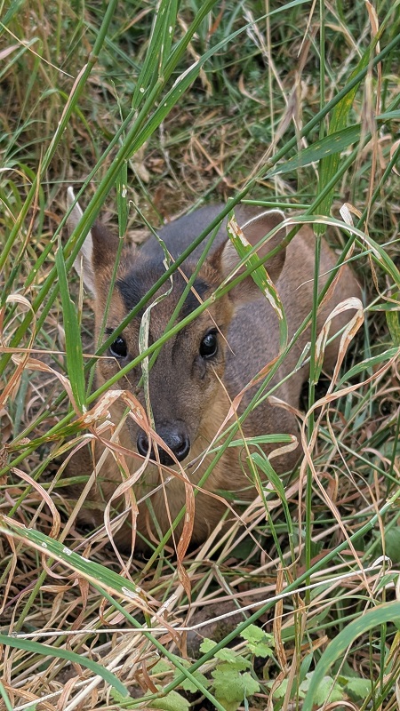 Pakenham Water Mill, Suffolk - Baby Muntjac